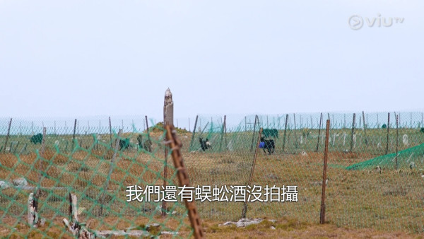 淡季報錯團｜ViuTV綜藝節目疑似虐待動物惹爭議 羊隻受驚主持反應被網民炮轟