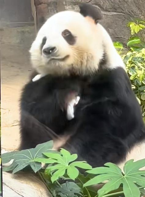 海洋公園驚現巨型「芝麻湯圓」大熊貓盈盈捐樹窿露心型屁股