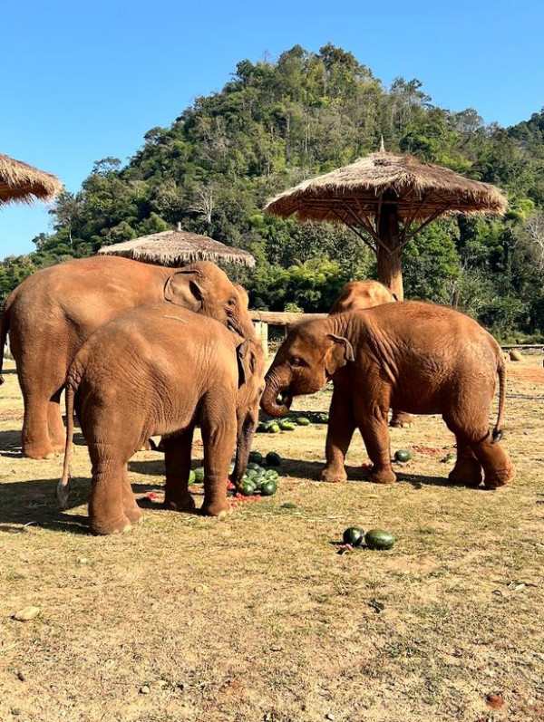 【飛女】大象保育 