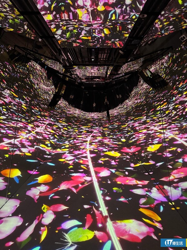 日本「NAKED FLOWERS花舞光影展」首登香港！記者直擊8大展區沉浸式花海體驗！