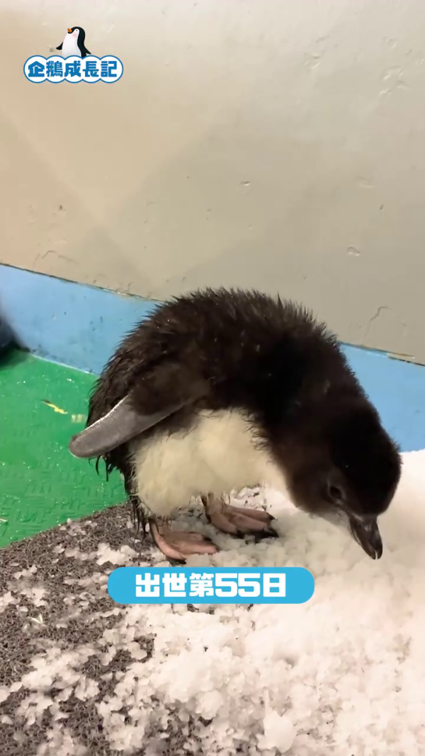 海洋公園紀錄企鵝初次換毛 企鵝期間限定髮型終極曝光