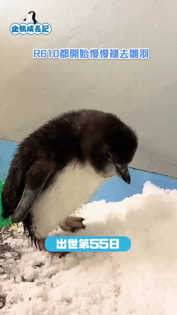 海洋公園紀錄企鵝初次換毛 企鵝期間限定髮型終極曝光