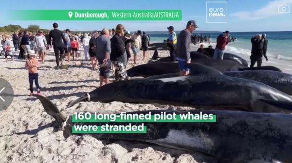 160條鯨魚離奇集體擱淺逾30條死亡 專家解釋原因令人心痛 