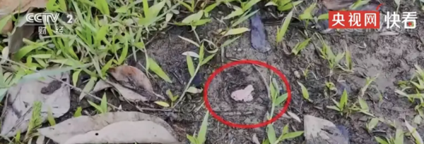 露出水面的石頭和植物莖葉處，都能看到許多福壽螺的卵。（網上圖片）