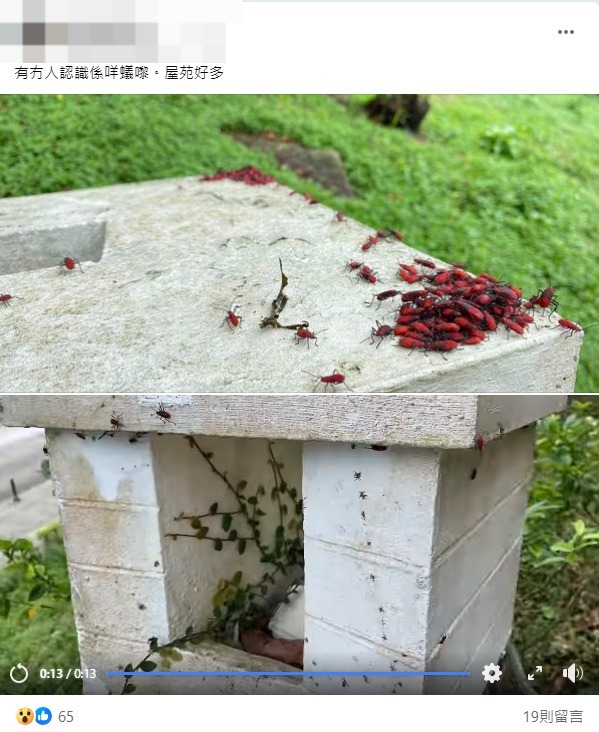 「紅蝽」大埔出沒! 過百隻紅色昆蟲圍住屋苑 食環署：小心嚴重過敏