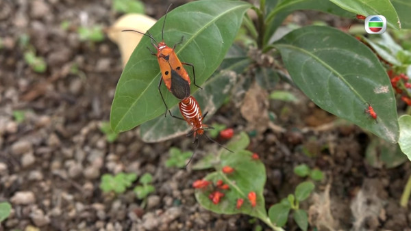 「紅蝽」大埔出沒! 過百隻紅色昆蟲圍住屋苑 食環署：小心嚴重過敏