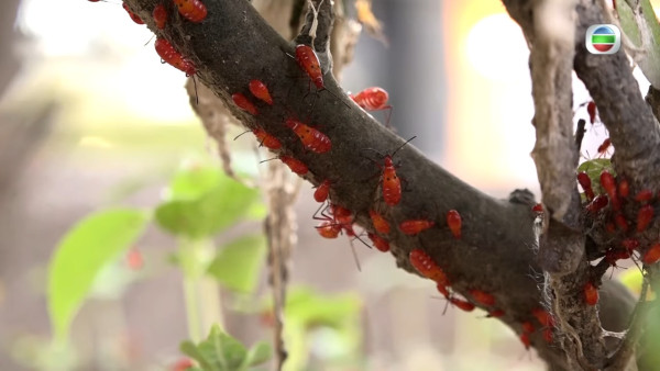 「紅蝽」大埔出沒! 過百隻紅色昆蟲圍住屋苑 食環署：小心嚴重過敏