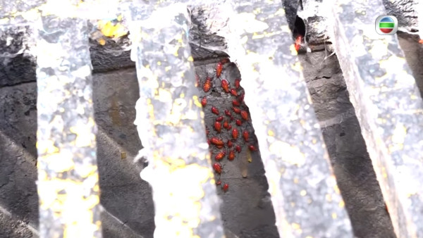「紅蝽」大埔出沒! 過百隻紅色昆蟲圍住屋苑 食環署：小心嚴重過敏