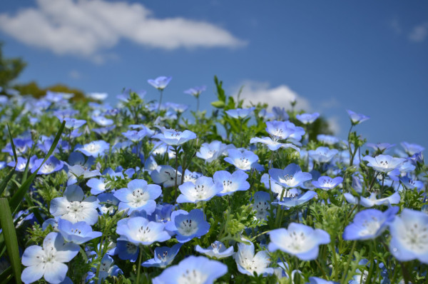 昭和紀念公園：（©Ken Narahashi、©昭和紀念公園）