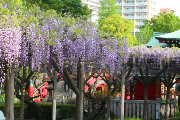 龜戶天神社：（©KAMEIDO TENJINJYA）