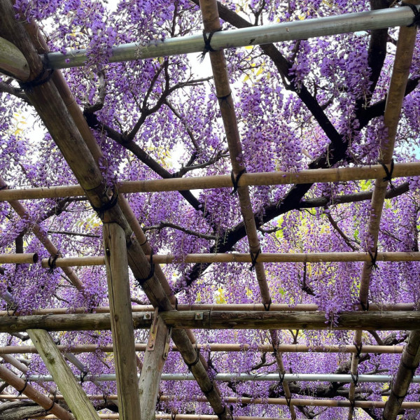 龜戶天神社：（©KAMEIDO TENJINJYA）