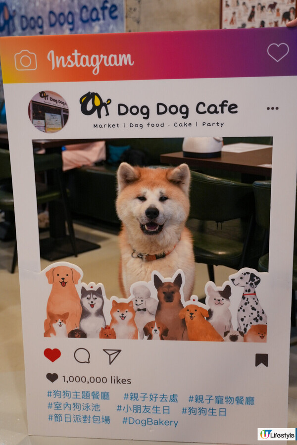 7000呎狗狗Pet-Friendly Café／$170無限時任玩／仲有寵物鮮食餐提供