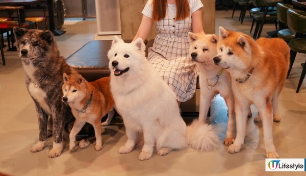 7000呎狗狗Pet-Friendly Café／$170無限時任玩／仲有寵物鮮食餐提供