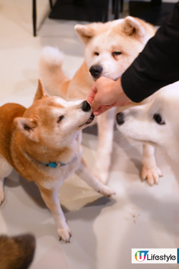 7000呎狗狗Pet-Friendly Café／$170無限時任玩／仲有寵物鮮食餐提供