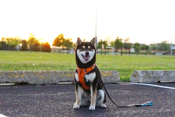 滑板少犬英雄降臨！網民被1絕技折服：我連狗都不如