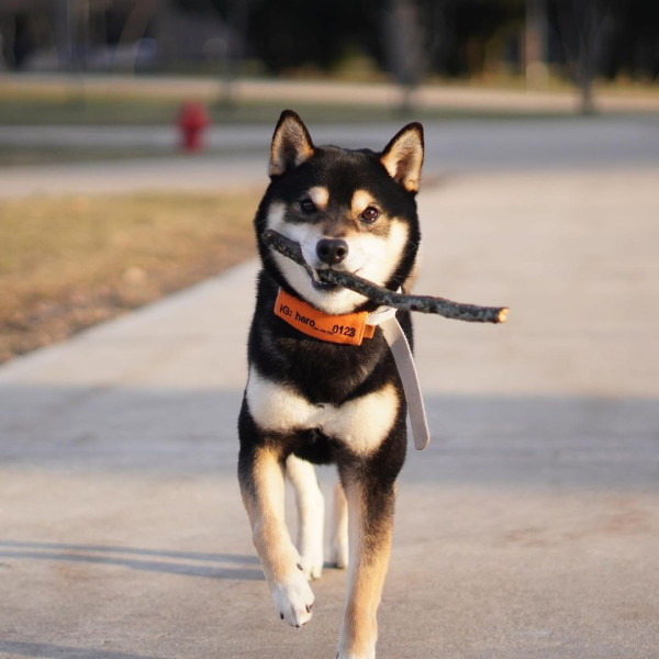 滑板少犬英雄降臨！網民被1絕技折服：我連狗都不如