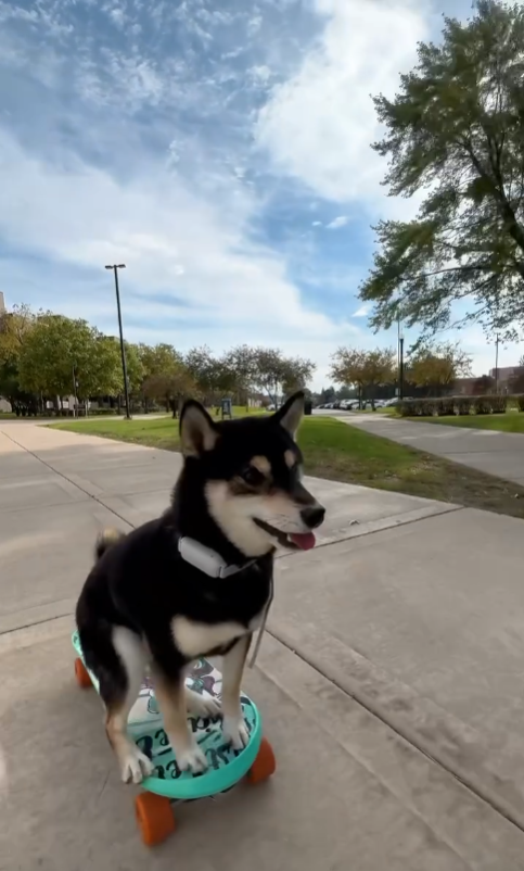 滑板少犬英雄降臨！網民被1絕技折服：我連狗都不如