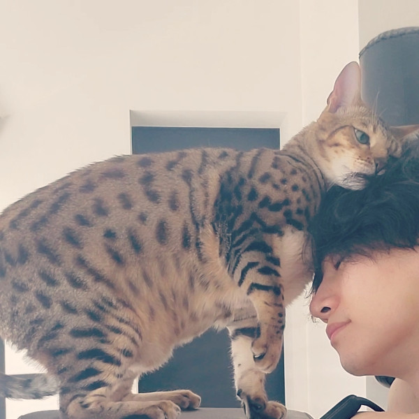 日本貓cafe老闆親授9招攻陷貓咪芳心！與「喵星人」拉近距離有技巧 
