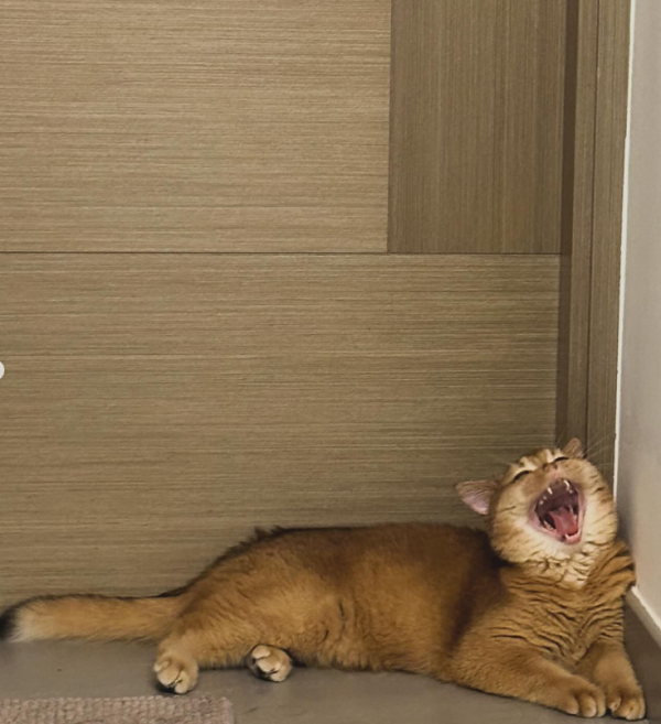 炎明熹宣布做媽咪囝囝超可愛　愛貓取名「炎三料」原來別有意義？