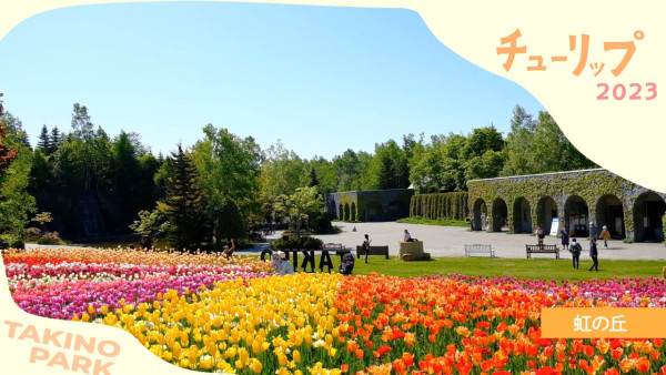 北海道公園絕美鬱金香節2024！25萬朵巨大花海媲美荷蘭！ 