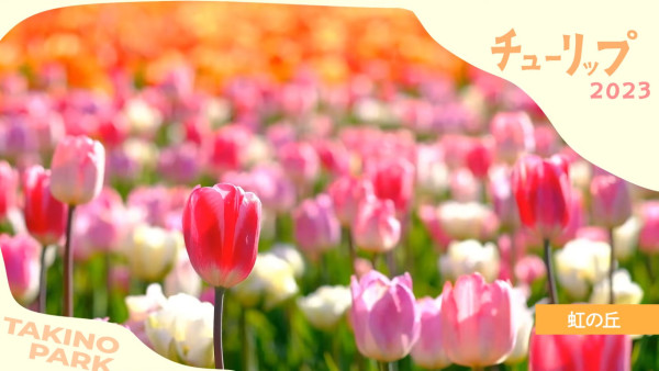 北海道公園絕美鬱金香節2024！25萬朵巨大花海媲美荷蘭！ 