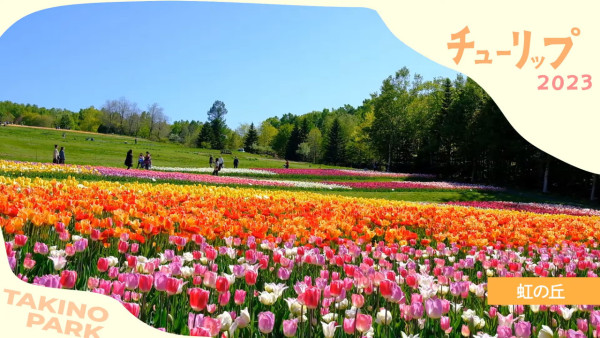 北海道公園絕美鬱金香節2024！25萬朵巨大花海媲美荷蘭！ 