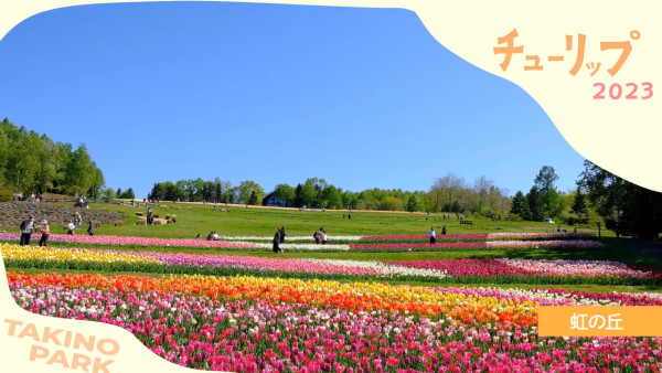 北海道公園絕美鬱金香節2024！25萬朵巨大花海媲美荷蘭！ 