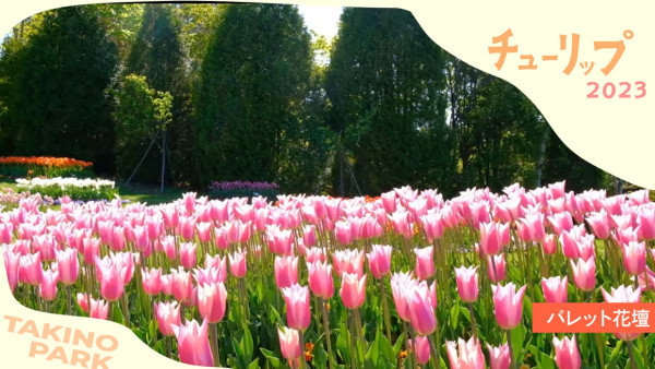 北海道公園絕美鬱金香節2024！25萬朵巨大花海媲美荷蘭！ 