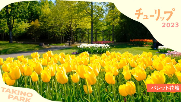 北海道公園絕美鬱金香節2024！25萬朵巨大花海媲美荷蘭！ 