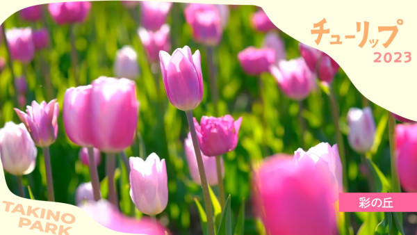 北海道公園絕美鬱金香節2024！25萬朵巨大花海媲美荷蘭！ 