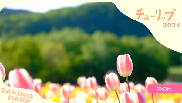 北海道公園絕美鬱金香節2024！25萬朵巨大花海媲美荷蘭！ 