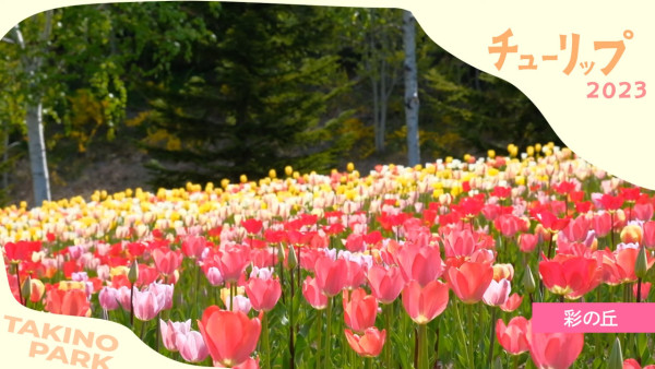 北海道公園絕美鬱金香節2024！25萬朵巨大花海媲美荷蘭！ 