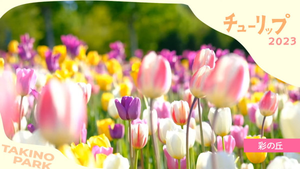 北海道公園絕美鬱金香節2024！25萬朵巨大花海媲美荷蘭！ 