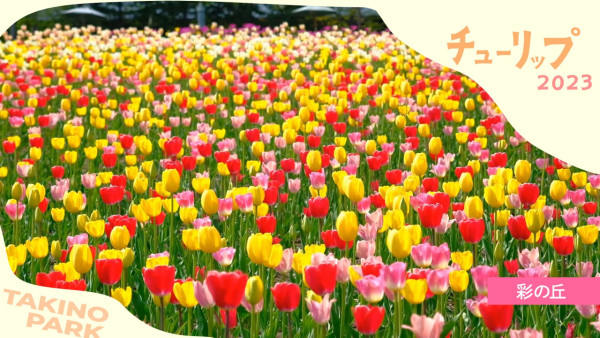 北海道公園絕美鬱金香節2024！25萬朵巨大花海媲美荷蘭！ 