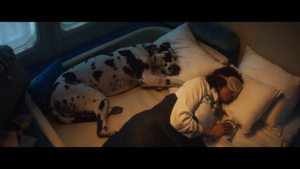 全球首間狗狗專屬航空公司  享受頭等艙待遇/寵物座椅/毛孩飛機餐 