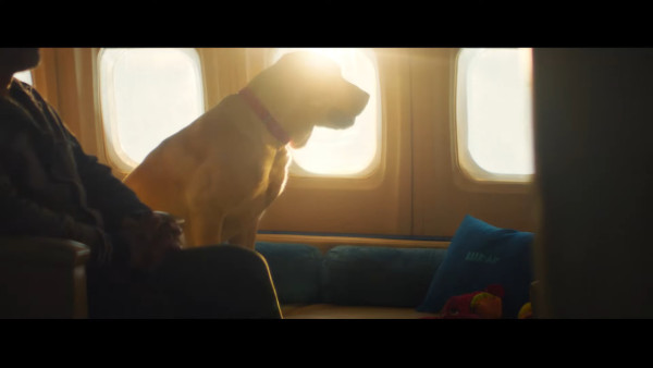 全球首間狗狗專屬航空公司  享受頭等艙待遇/寵物座椅/毛孩飛機餐 