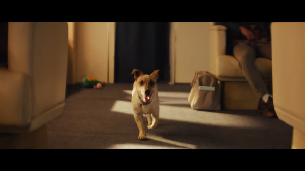 全球首間狗狗專屬航空公司  享受頭等艙待遇/寵物座椅/毛孩飛機餐 