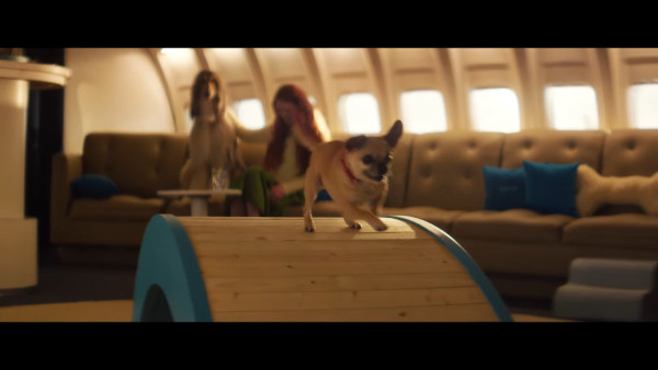 全球首間狗狗專屬航空公司  享受頭等艙待遇/寵物座椅/毛孩飛機餐 