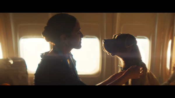 全球首間狗狗專屬航空公司  享受頭等艙待遇/寵物座椅/毛孩飛機餐 