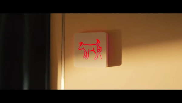 全球首間狗狗專屬航空公司  享受頭等艙待遇/寵物座椅/毛孩飛機餐 