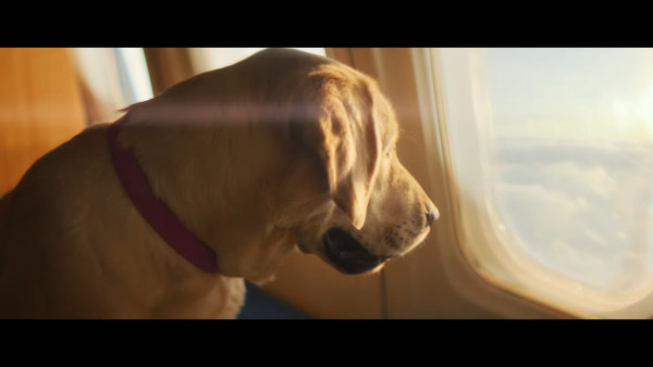 全球首間狗狗專屬航空公司  享受頭等艙待遇/寵物座椅/毛孩飛機餐 