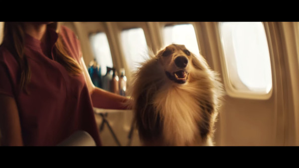 全球首間狗狗專屬航空公司  享受頭等艙待遇/寵物座椅/毛孩飛機餐 