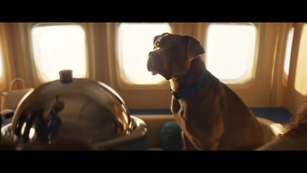全球首間狗狗專屬航空公司  享受頭等艙待遇/寵物座椅/毛孩飛機餐 