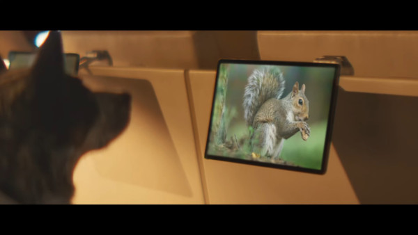 全球首間狗狗專屬航空公司  享受頭等艙待遇/寵物座椅/毛孩飛機餐 