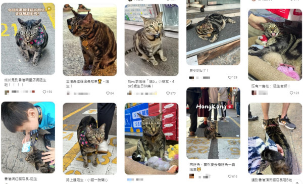 旺角「阻生」變香港明星貓！陪等巴士極受歡迎店家設6大規矩 市民遊客慕名探望