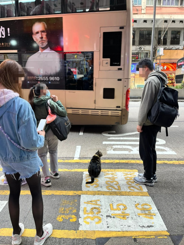旺角「阻生」變香港明星貓！陪等巴士極受歡迎店家設6大規矩 市民遊客慕名探望