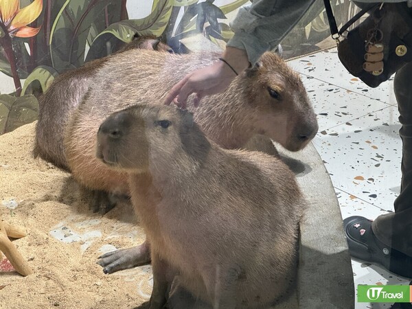深圳羅湖萬象食家餐廳美食一日遊！人氣片皮鴨／室內動物園／盒馬鮮生 