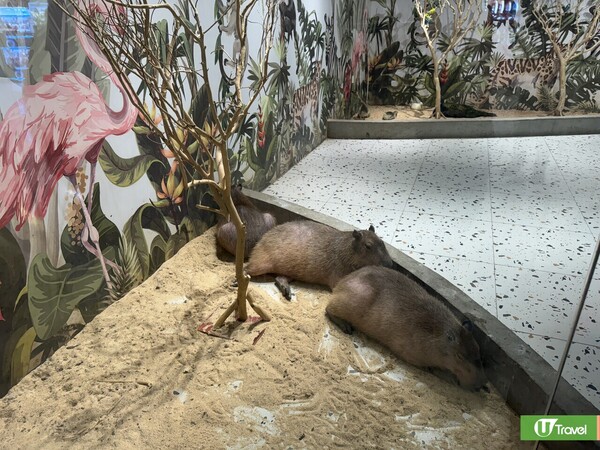 深圳羅湖萬象食家餐廳美食一日遊！人氣片皮鴨／室內動物園／盒馬鮮生 