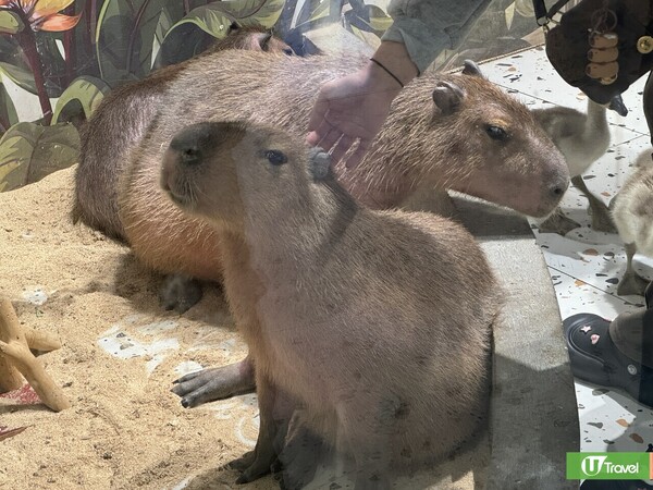 深圳羅湖萬象食家餐廳美食一日遊！人氣片皮鴨／室內動物園／盒馬鮮生 
