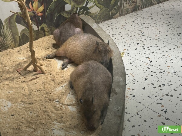 深圳羅湖萬象食家餐廳美食一日遊！人氣片皮鴨／室內動物園／盒馬鮮生 